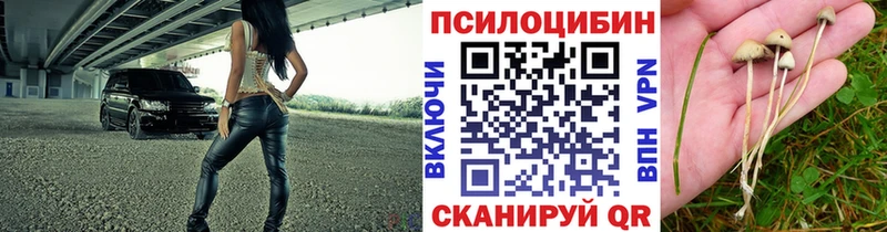 Галлюциногенные грибы Psilocybine cubensis Глазов